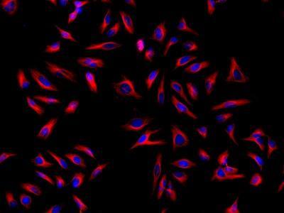 HeLa cells were incubated with mouse anti-tubulin and biotin goat anti-mouse IgG followed by AAT&rsquo;s iFluor® 594-streptavidin conjugate (Red). Cell nuclei were stained with Hoechst 33342 (Blue).