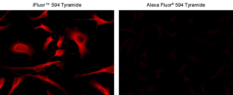 <strong>Superior sensitivity with iFluor® 594 tyramide.</strong> HeLa cells were incubated with primary anti-tubulin antibodies followed by detection with HRP-Goat anti-Mouse&nbsp;IgG and&nbsp;iFluor® 594 tyramide (Left) or Alexa Fluor&reg; 594 tyramide (Right). Fluorescence images were taken on a Keyence BZ-X710 fluorescence microscope equipped with a TRITC filter set.