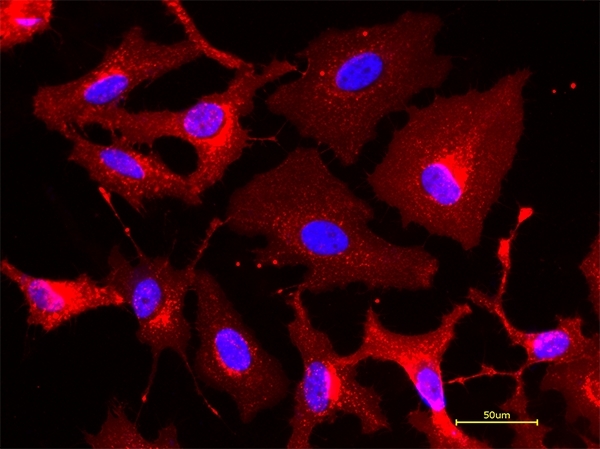 Live HeLa cells were stained with iFluor® 594-Wheat Germ Agglutinin (WGA) Conjugate at 5 µg/mL for 30 minutes followed by Hoechst 33342 (AAT Cat# 17535). Image was acquired using fluorescence microscopy using Cy3/TRITC and DAPI filter set.