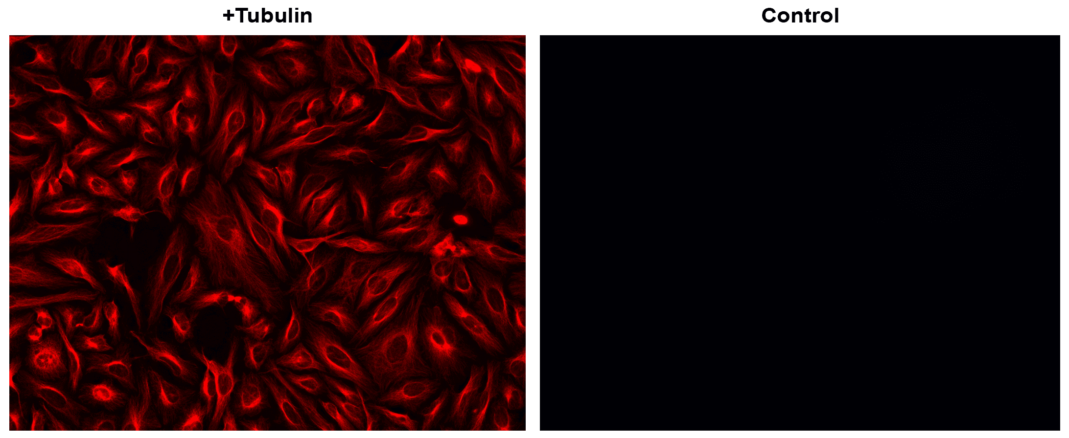 HeLa cells were incubated with (+Tubulin) or without (control) mouse anti-tubulin followed by iFluor® 605 goat anti-mouse IgG conjugate.