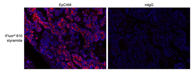 Formalin-fixed, paraffin-embedded (FFPE) human lung tissue was labeled with anti-EpCAM mouse mAb followed by HRP-labeled goat anti-mouse IgG (Cat No. 16728). The fluorescence signal was developed using iFluor® 610 styramide (Cat No. 44904) and detected with a TRITC/Cy3 filter set. Nuclei (blue) were counterstained with DAPI (Cat No. 17507).