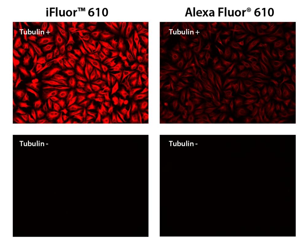 HeLa cells were stained with (Tubulin+) or without (Tubulin-) mouse anti-tubulin and then visualized with iFluor® 610 goat anti-mouse IgG (Right) or Alexa Fluor® 610 goat anti-mouse IgG (Left).
