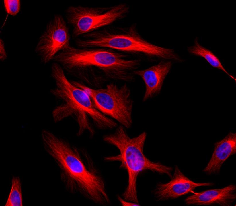 HeLa cells were stained with mouse anti-tubulin followed with iFluor<sup>TM</sup> 610 goat anti-mouse IgG (H+L), and nuclei were stained with Nuclear Green<sup>TM</sup> DCS1 (Cat# 17550).
