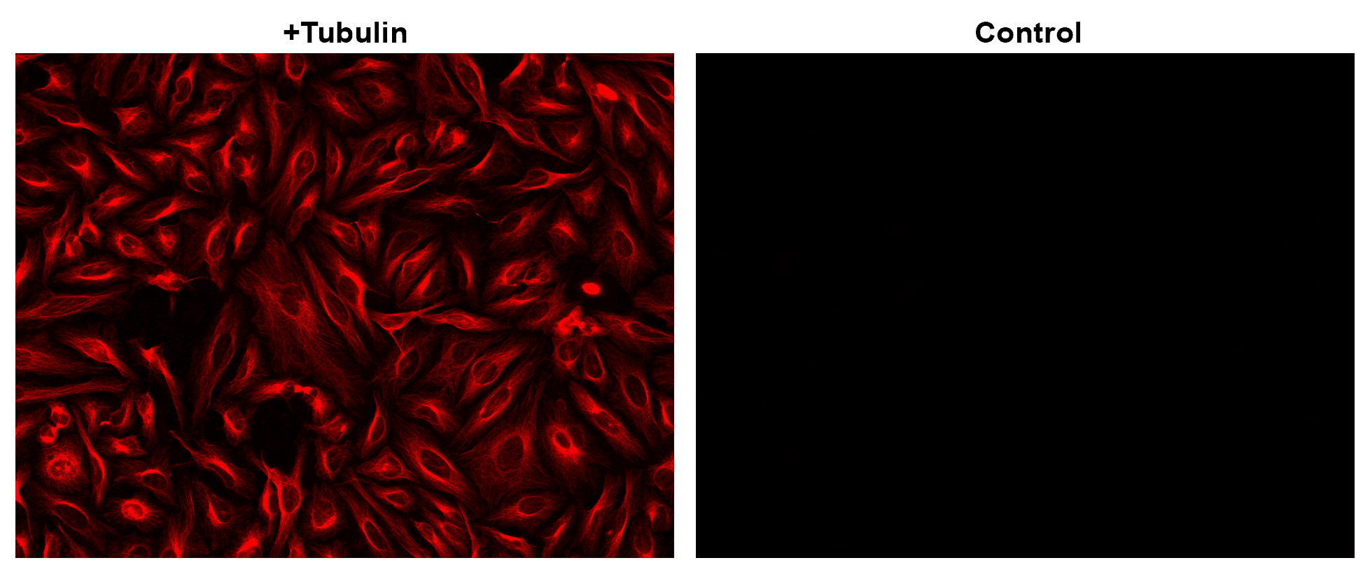 HeLa cells were incubated with (+Tubulin) or without (control) mouse anti-tubulin followed by iFluor® 625 goat anti-mouse IgG conjugate.