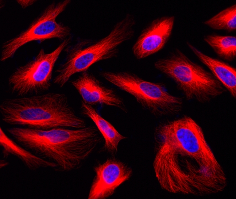<p>HeLa cells were stained with mouse anti-tubulin followed with iFluor<sup>TM</sup> 633 goat anti-mouse IgG (H+L). Cell nuclei were stained with DAPI (Cat#17507).</p>
