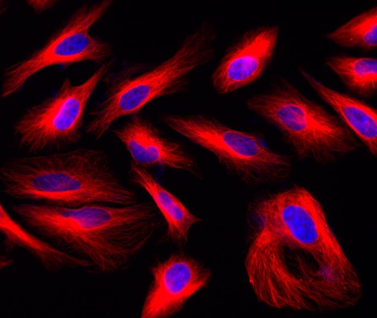 HeLa cells were stained with rabbit anti-tubulin followed with iFluor<sup>TM</sup> 633 goat anti-rabbit IgG (H+L). Cell nuclei were stained with DAPI (Cat#17507).
