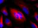 &nbsp;HeLa cells were stained with rabbit anti-tubulin followed with iFluor<sup>TM</sup>&nbsp;633 goat anti-rabbit IgG (H+L). Cell nuclei were stained with DAPI (Cat#17507).