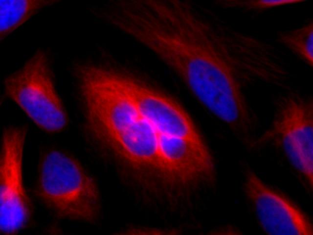  HeLa cells were stained with rabbit anti-tubulin followed with iFluor<sup>TM</sup> 633 goat anti-rabbit IgG (H+L). Cell nuclei were stained with DAPI (Cat#17507).