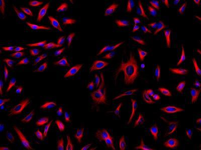 HeLa cells were incubated with mouse anti-tubulin and biotin goat anti-mouse IgG followed by AAT&rsquo;s iFluor® 633-streptavidin conjugate (Red). Cell nuclei were stained with Hoechst 33342 (Blue).