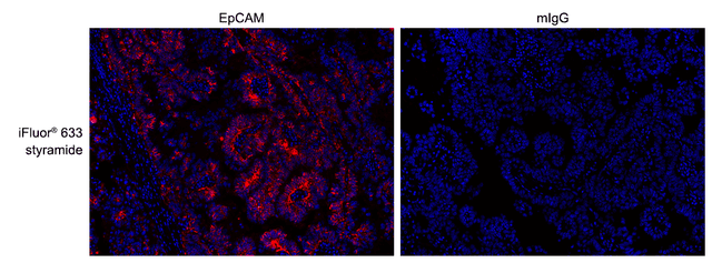 Formalin-fixed, paraffin-embedded (FFPE) human lung tissue was labeled with anti-EpCAM mouse mAb followed by HRP-labeled goat anti-mouse IgG (Cat No. 16728). The fluorescence signal was developed using iFluor® 633 styramide (Cat No. 45040) and detected with a Cy5 filter set. Nuclei (blue) were counterstained with DAPI (Cat No. 17507).