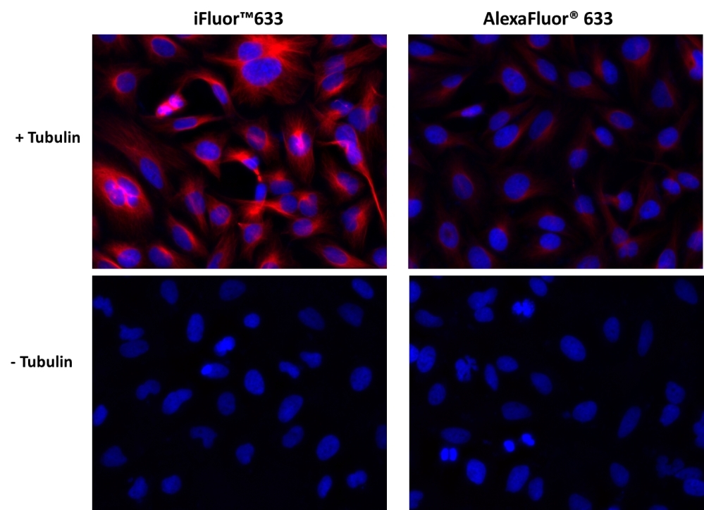 HeLa cells were stained with (Tubulin+) or without (Tubulin-) mouse anti-tubulin and then visualized with iFluor® 633 goat anti-mouse IgG (Left) or with Alexa Fluor® 633 goat anti-mouse IgG (Right).