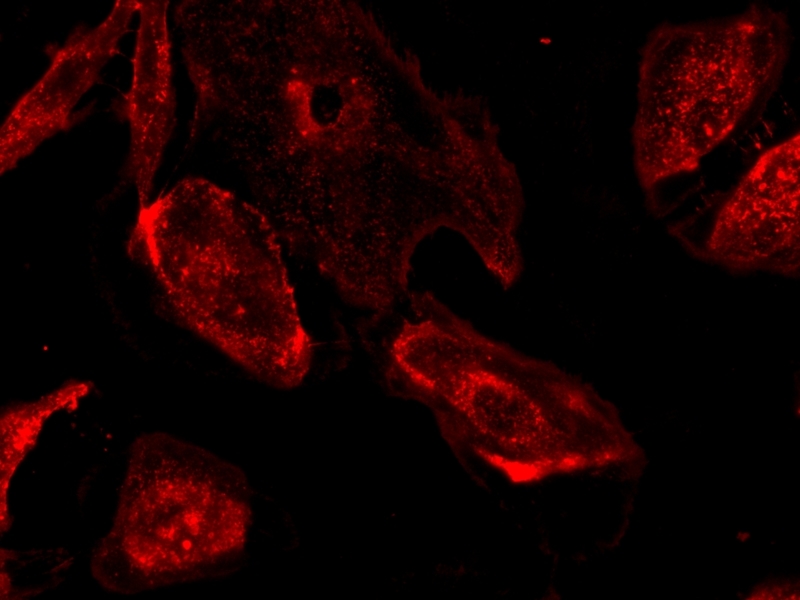 Live HeLa cells were stained with iFluor® 647-Concanavalin A Conjugate Conjugate at 5 µg/mL for 30 minutes. Image was acquired using fluorescence microscopy using Cy5 filter set.