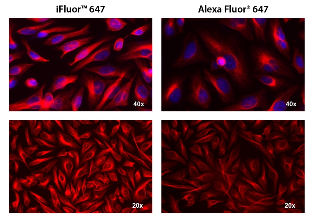 HeLa cells were incubated with mouse anti-tubulin followed by AAT’s iFluor<sup>TM</sup> 647 goat anti-mouse IgG conjugate (Red, Left) or Alexa Fluor<sup>®</sup> 647 goat anti-mouse IgG<sup>  </sup>(Red, Right), respectively. Cell nuclei were stained with Hoechst 33342 (Blue, Cat#17530).