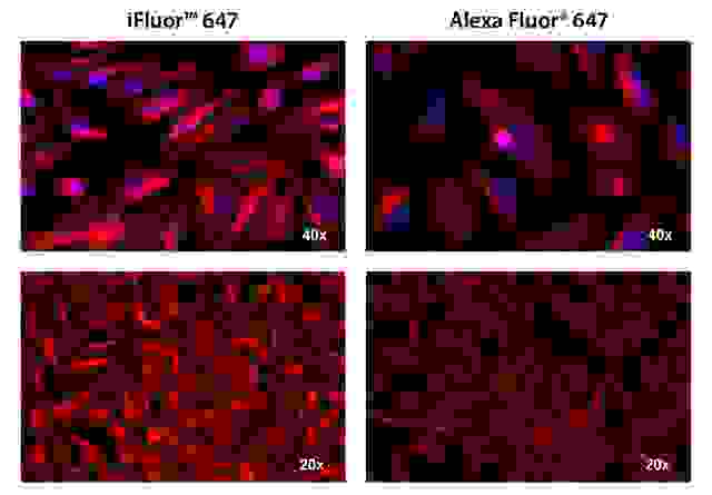 HeLa cells were incubated with mouse anti-tubulin followed by AAT’s iFluor<sup>TM</sup> 647 goat anti-mouse IgG conjugate (Red, Left) or Alexa Fluor<sup>®</sup> 647 goat anti-mouse IgG<sup>  </sup>(Red, Right), respectively. Cell nuclei were stained with Hoechst 33342 (Blue, Cat#17530).