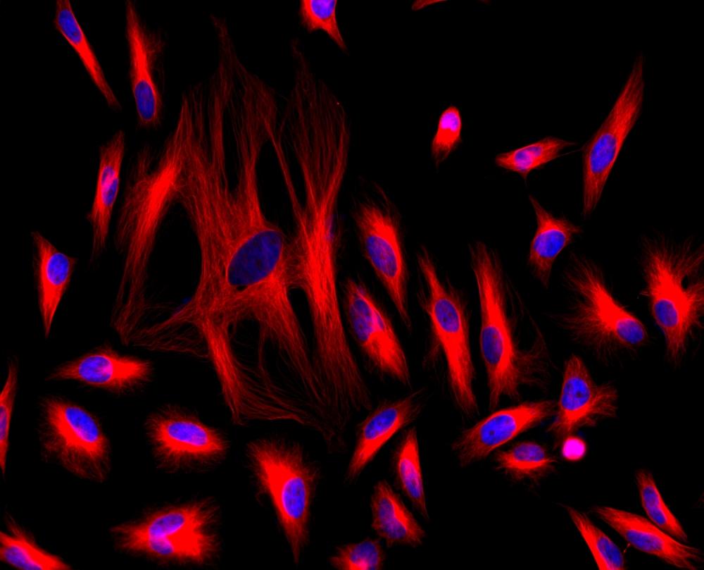 HeLa cells were stained with rabbit anti-tubulin followed with iFluor<sup>TM</sup> 647 goat anti-rabbit IgG (H+L) (red); and nuclei were stained with DAPI (blue).