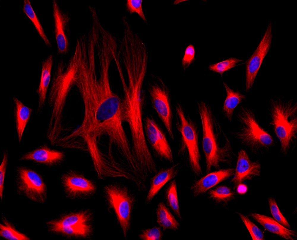 <p>HeLa cells were stained with mouse anti-tubulin followed with iFluor<sup>TM</sup> 647 goat anti-mouse IgG (H+L) (red); and nuclei were stained with DAPI (blue).</p>