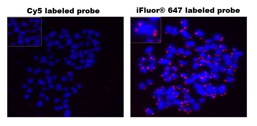 Fluorescence In Situ Hybridization of Cy5 and iFluor® 647-dUTP labelled Telomere probes in metaphase HeLa cells.