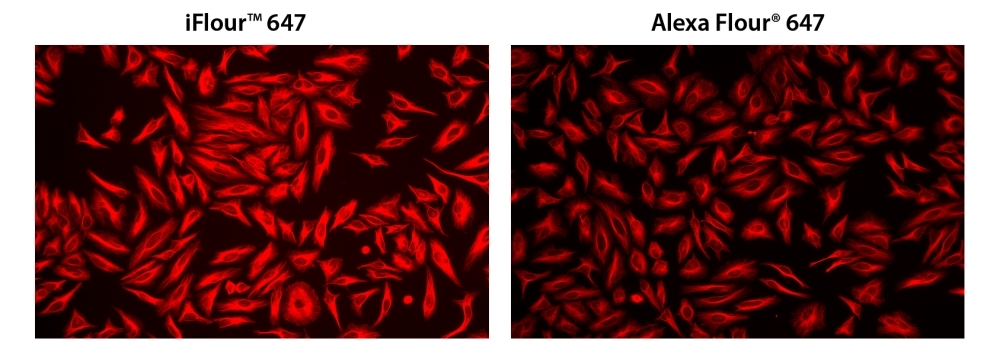 HeLa cells were incubated with mouse anti-tubulin and biotin goat anti-mouse IgG followed by AAT’s iFluor® 647-streptavidin conjugate (Red, Left) or streptavidin conjugated with Alexa Fluor<sup>®</sup> 647 (Red, Right), respectively.