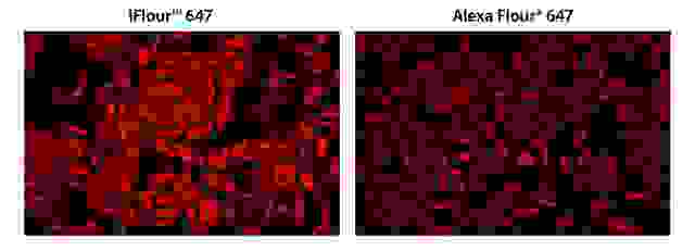 HeLa cells were incubated with mouse anti-tubulin and biotin goat anti-mouse IgG followed by AAT’s iFluor™ 647-streptavidin conjugate (Red, Left) or streptavidin conjugated with Alexa Fluor<sup>®</sup> 647 (Red, Right), respectively.