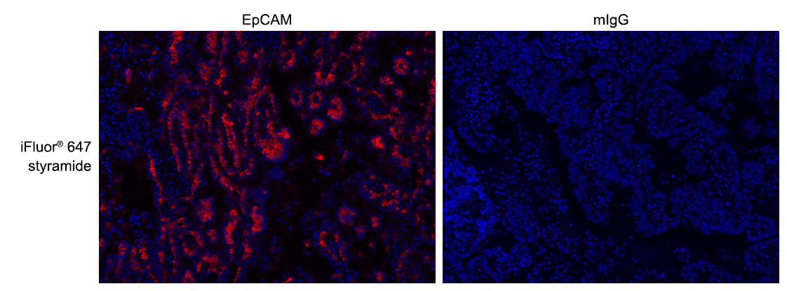 Formalin-fixed, paraffin-embedded (FFPE) human lung tissue was labeled with anti-EpCAM mouse mAb followed by HRP-labeled goat anti-mouse IgG (Cat No. 16728). The fluorescence signal was developed using iFluor® 647 styramide (Cat No. 45045) and detected with a Cy5 filter set. Nuclei (blue) were counterstained with DAPI (Cat No. 17507).