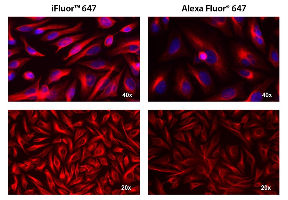 HeLa cells were incubated with mouse anti-tubulin followed by AAT’s iFluor<sup>TM</sup> 647 goat anti-mouse IgG conjugate (Red, Left) or Alexa Fluor<sup>®</sup> 647 goat anti-mouse IgG<sup>  </sup>(Red, Right), respectively. Cell nuclei were stained with Hoechst 33342 (Blue, Cat#17530).
