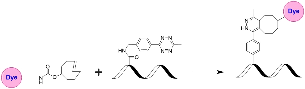 The tetrazine-trans-cyclooctene (TCO) ligation constitutes a non-toxic biomolecule labeling method of unparalleled speed. A tetrazine-functionalized molecule reacts with a TCO-functionalized molecule, forming a stable conjugate via a dihydropyrazine moiety. This has gained popularity due to its extremely fast kinetics. iFluor® 647-TCO can be readily used to label tetrazine-modified biological molecules for fluorescence imaging and other fluorescence-based biochemical analysis.