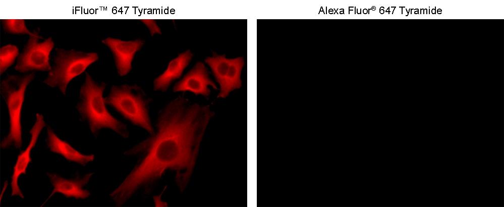 <strong>Superior sensitivity with iFluor® 647 tyramide.</strong>&nbsp;HeLa cells were incubated with primary anti-tubulin antibodies followed by detection with HRP-Goat anti-Mouse&nbsp;IgG and&nbsp;iFluor® 647 tyramide (Left) or Alexa Fluor&reg; 647 tyramide (Right). Fluorescence images were taken on a Keyence BZ-X710 fluorescence microscope equipped with a Cy5 filter set.