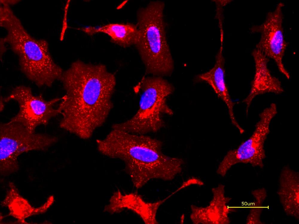 Live HeLa cells were stained with&nbsp;iFluor® 647-Wheat Germ Agglutinin (WGA) Conjugate at 5&nbsp;&micro;g/mL for 30 minutes followed by Hoechst 33342 (AAT Cat# 17535). Image was acquired using fluorescence microscopy using Cy5 and DAPI filter set.