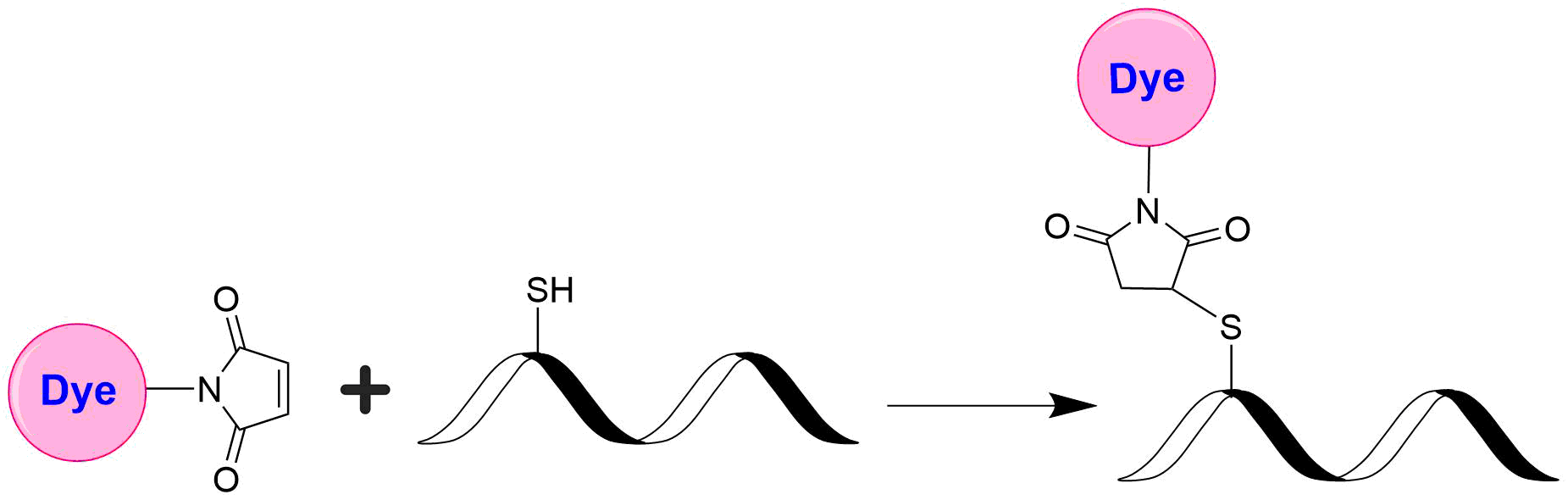 Fluorescent dye maleimides are the most popular tool for conjugating dyes to a peptide, protein, antibody, thiol-modified oligonucleotide or nucleic acid through their SH group. Maleimides react readily with the thiol group of proteins, thiol-modified oligonucleotides, and other thiol-containing molecules under neutral conditions. The resulting dye conjugates are quite stable. iFluor® 660 dyes have fluorescence excitation and emission maxima of ~660 nm and ~680 nm respectively. These spectral characteristics make them a unique acceptor for preparing PE, APC and PerCP tandems that are widely used in flow cytometry applications. iFluor® 660 maleimide is stable and shows good reactivity and selectivity with protein thiol groups.
