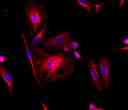 HeLa cells were stained with mouse anti-tubulin followed with iFluor<sup>TM</sup> 660 goat anti-mouse IgG (H+L) (red); and nuclei were stained with DAPI (blue).