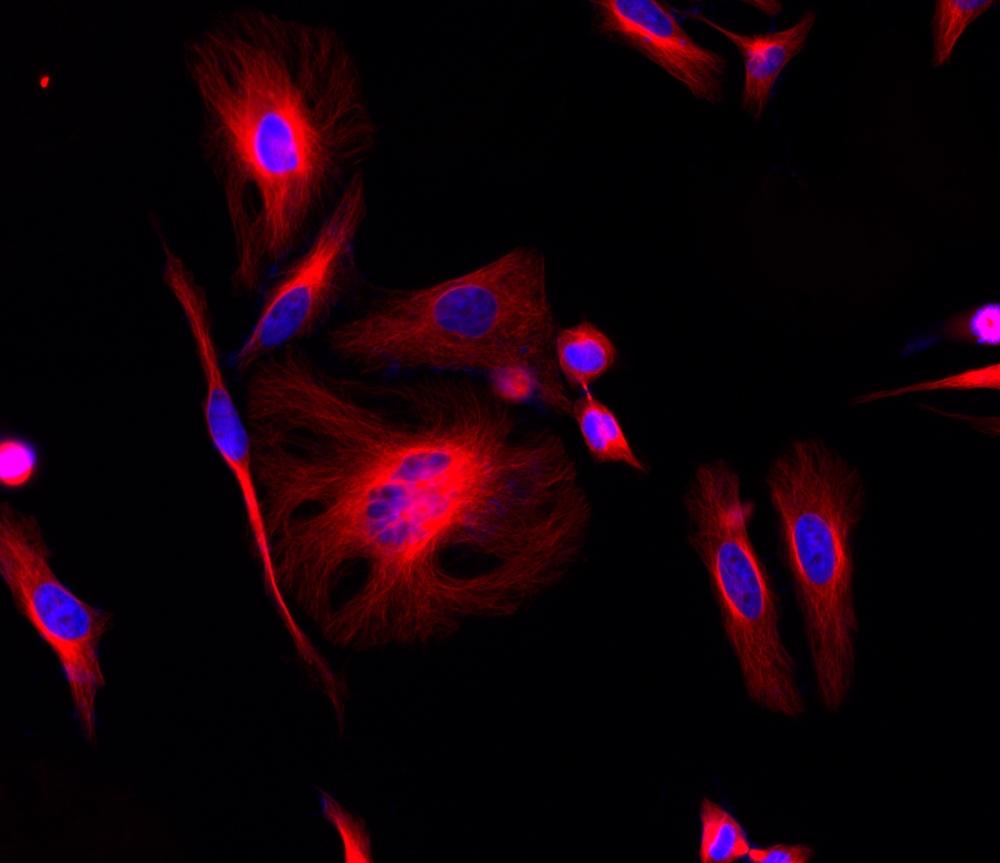 HeLa cells were stained with mouse anti-tubulin followed with iFluor<sup>TM</sup> 660 goat anti-mouse IgG (H+L) (red); and nuclei were stained with DAPI (blue).