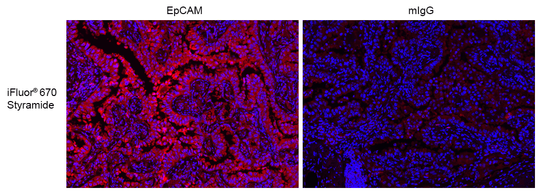 Formalin-fixed, paraffin-embedded (FFPE) human lung tissue was labeled with anti-EpCAM mouse mAb followed by HRP-labeled goat anti-mouse IgG (Cat No. 16728). The fluorescence signal was developed using iFluor® 670 styramide (Cat No. 45047) and detected with a Cy5 filter set. Nuclei (blue) were counterstained with DAPI (Cat No. 17507).