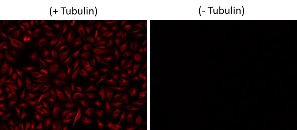 HeLa cells were incubated with (+ Tubulin) or without (-Tubulin) mouse anti-tubulin followed by iFluor®&nbsp;670 goat anti-mouse IgG conjugate stain and&nbsp;visualized with Cy5 Filter.