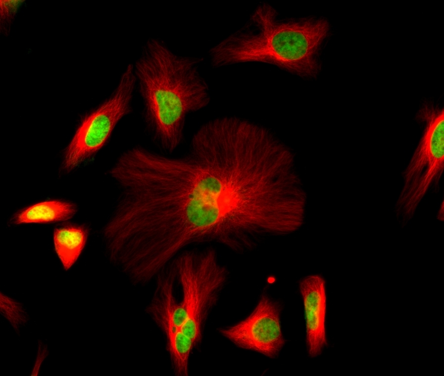 <p>HeLa cells were stained with rabbit anti-tubulin followed with iFluor<sup>TM</sup> 680 goat anti-rabbit IgG (H+L); and nuclei were stained with Nuclear Green<sup>TM</sup> DCS1 (Cat# 17550).</p>