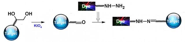 Fluorescent dye hydrazine derivatives are the most popular tool for conjugating dyes to a target compound with a carbonyl group (e.g., aldehyde, carboxylic acid or activated carboxy group such as NHS ester). Fluorescent dye hydrazine derivatives are also useful for tracing neurons.