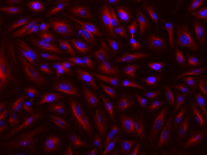 HeLa cells were incubated with mouse anti-tubulin and biotin goat anti-mouse IgG followed by AAT’s iFluor™ 680-streptavidin conjugate (Red). Cell nuclei were stained with Hoechst 33342 (Blue, Cat#17530).