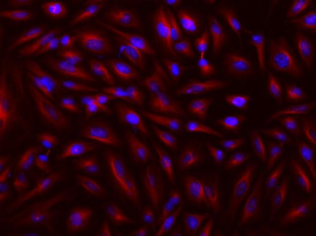 HeLa cells were incubated with mouse anti-tubulin and biotin goat anti-mouse IgG followed by AAT’s iFluor® 680-streptavidin conjugate (Red). Cell nuclei were stained with Hoechst 33342 (Blue, Cat#17530).