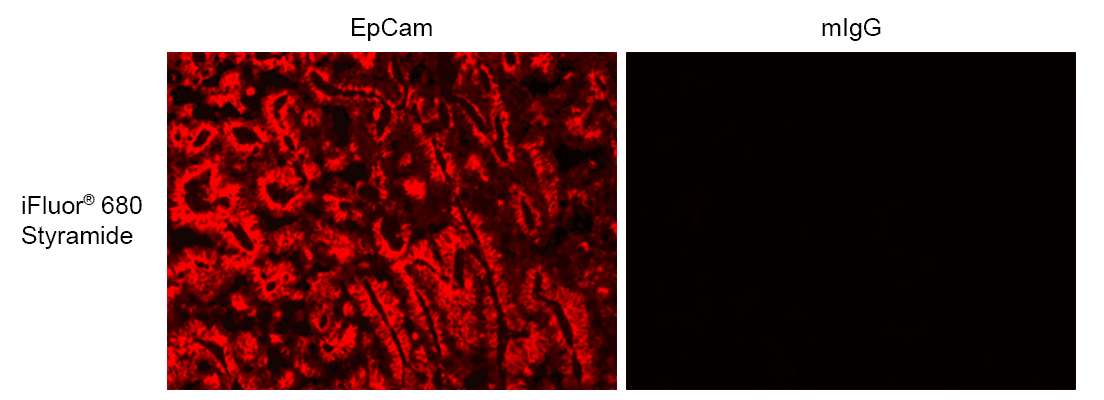 Formalin-fixed, paraffin-embedded (FFPE) human lung tissue was labeled with anti-EpCAM mouse mAb followed by HRP-labeled goat anti-mouse IgG (Cat No. 16728). The fluorescence signal was developed using iFluor® 680 styramide (Cat No. 45050) and detected with a Cy5 filter set.