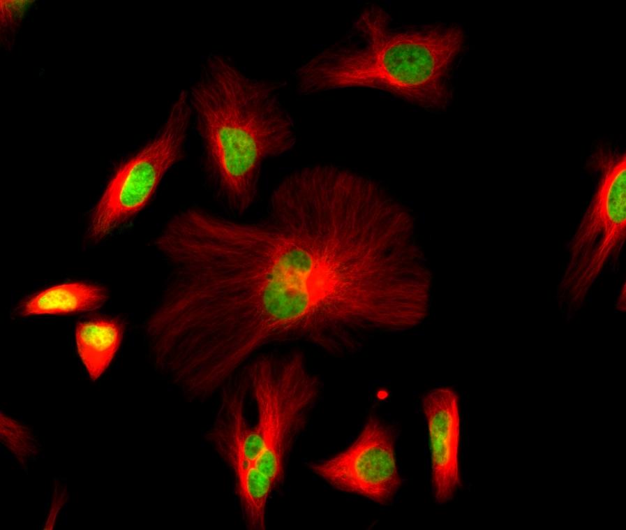 HeLa cells were stained with mouse anti-tubulin followed with iFluor<sup>TM</sup>&nbsp;680 goat anti-mouse IgG (H+L); and nuclei were stained with&nbsp;Nuclear Green<sup>TM</sup>&nbsp;DCS1 (Cat# 17550).