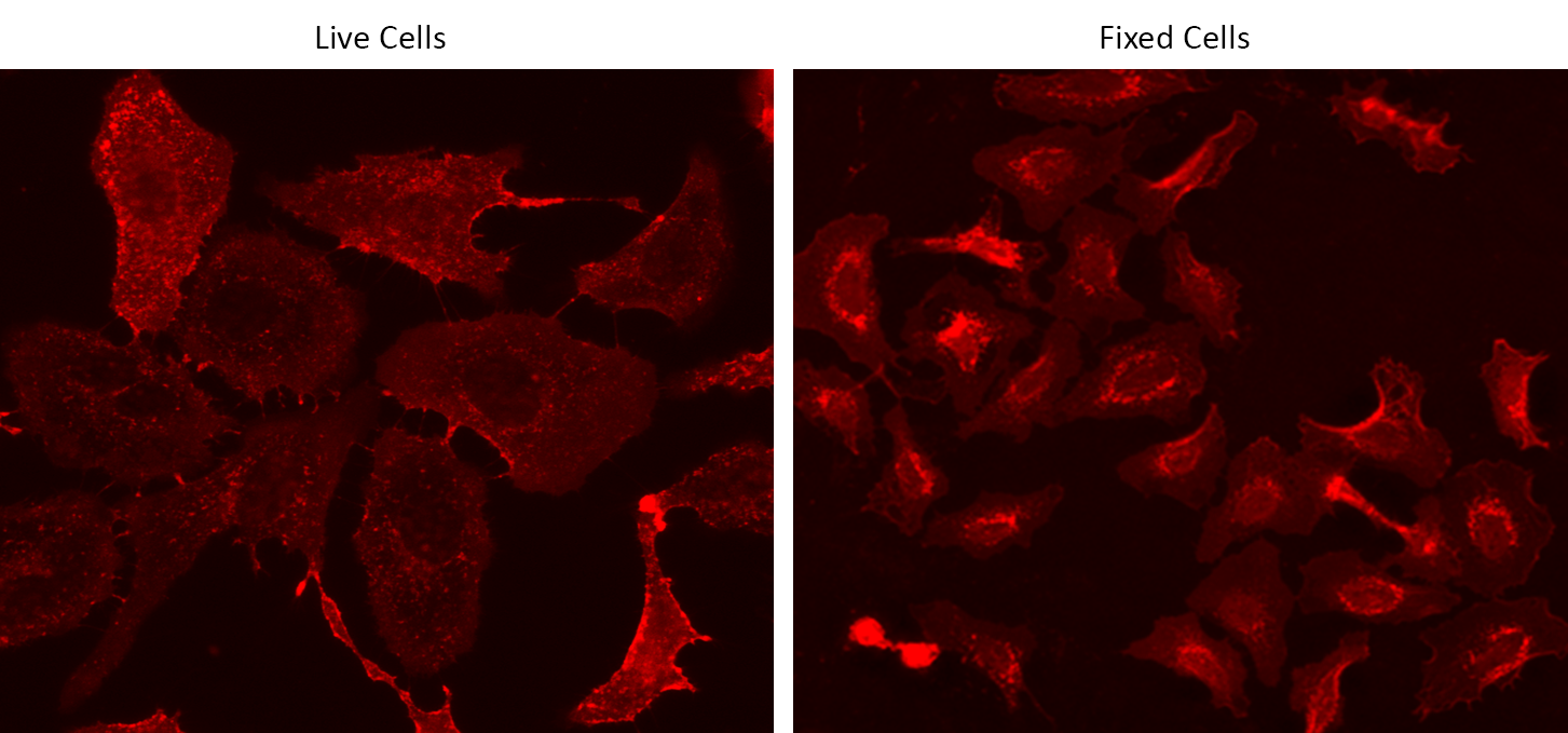Live and fixed HeLa cells were stained with iFluor® 680-Wheat Germ Agglutinin (WGA) Conjugate at 10 µg/mL for 30 minutes. The image was acquired on a fluorescence microscope using a Cy5 filter set.