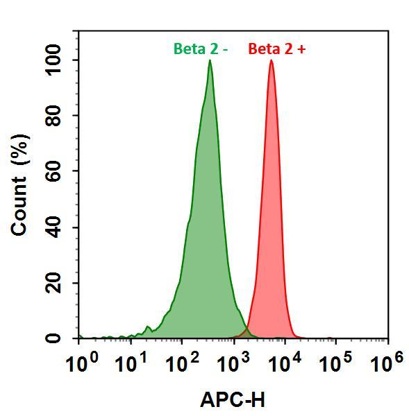 HL-60 cells were incubated with (Red, +) or without (Green, -) Anti-beta 2 rabbit antibody (Beta 2), followed by iFluor™ 700 goat anti-rabbit IgG conjugate. The fluorescence signal was monitored using ACEA NovoCyte flow cytometer in APC channel.