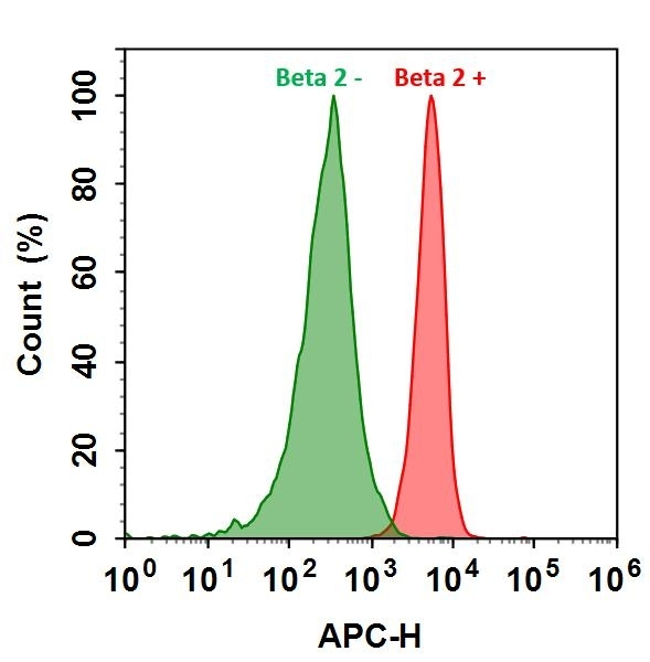 <p>HL-60 cells were incubated with (Red, +) or without (Green, -) Anti-beta 2 rabbit antibody (Beta 2), followed by iFluor® 700 goat anti-rabbit IgG conjugate. The fluorescence signal was monitored using ACEA NovoCyte flow cytometer in APC channel.</p>