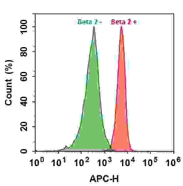 HL-60 cells were incubated with (Red, +) or without (Green, -) Anti-beta 2 rabbit antibody (Beta 2), followed by iFluor™ 700 goat anti-rabbit IgG conjugate. The fluorescence signal was monitored using ACEA NovoCyte flow cytometer in APC channel.