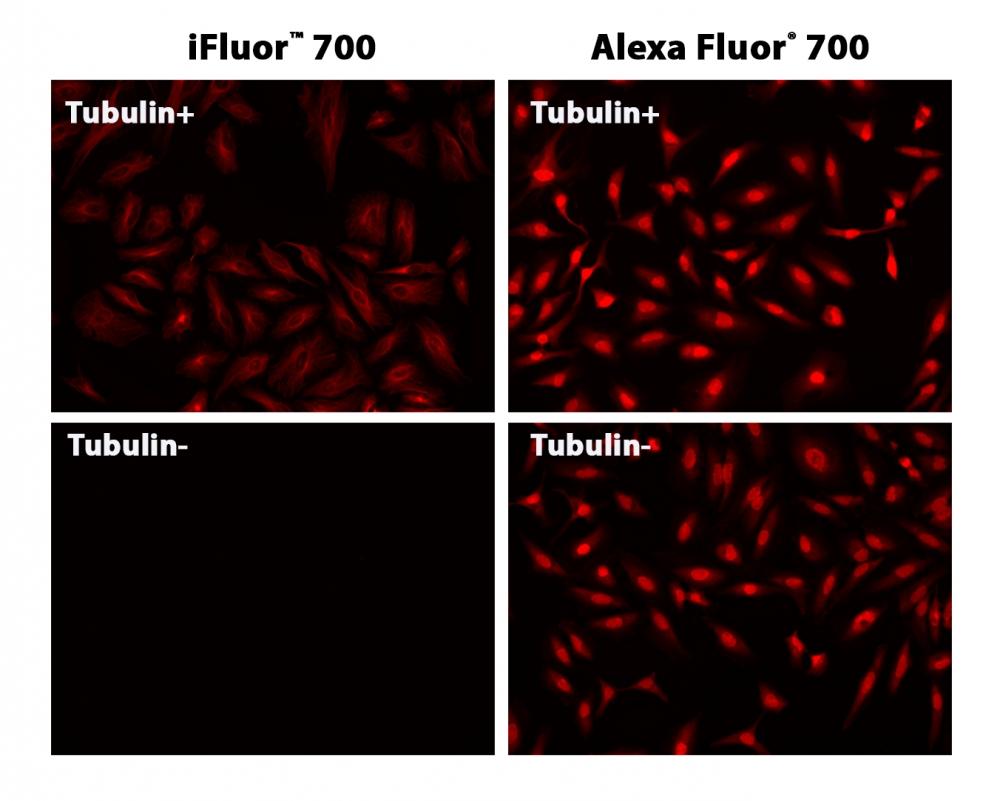 HeLa cells were incubated with (Tubulin+) or without (Tubulin-) mouse anti-tubulin followed by iFluor® 700 goat anti-mouse IgG conjugate (Left) or Alexa Fluor® 700 goat anti-mouse IgG conjugate (Right), respectively. Alexa Fluor® 700 goat anti-mouse IgG conjugates gave non-specific nuclear staining.