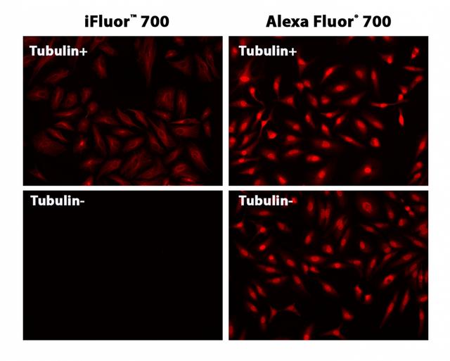 HeLa cells were incubated with (Tubulin+) or without (Tubulin-) mouse anti-tubulin followed by iFluor®&nbsp;700 goat anti-mouse IgG conjugate (Left) or Alexa Fluor&reg; 700 goat anti-mouse IgG conjugate (Right), respectively.&nbsp;Alexa Fluor&reg; 700 goat anti-mouse IgG conjugates gave non-specific nuclear staining.