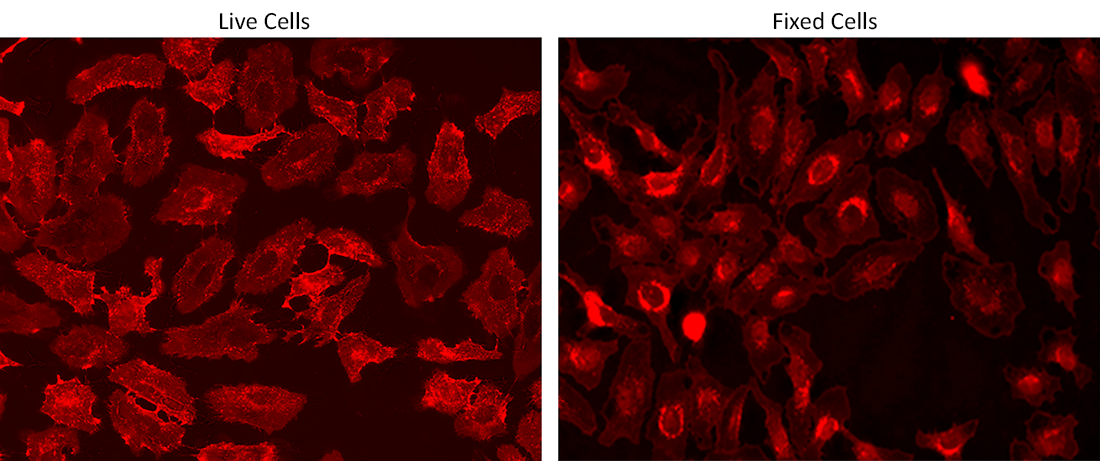 Live and fixed HeLa cells were stained with iFluor® 700-Wheat Germ Agglutinin (WGA) Conjugate at 10 µg/mL for 30 minutes. The image was acquired on a fluorescence microscope using a Cy5 filter set.