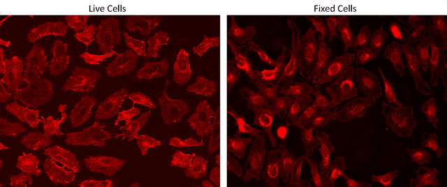 Live and fixed HeLa cells were stained with iFluor® 700-Wheat Germ Agglutinin (WGA) Conjugate at 10 µg/mL for 30 minutes. The image was acquired on a fluorescence microscope using a Cy5 filter set.