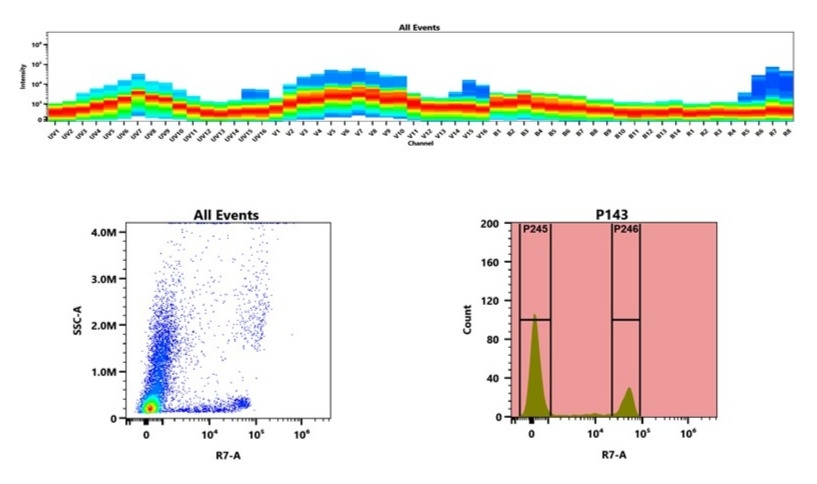 (Top) Spectral emission profiles generated using four spatially offset lasers (355 nm, 405 nm, 488 nm, and 640 nm). Each laser produced a distinct emission pattern, and their combination yielded the composite spectral signature. (Bottom) Flow cytometry analysis of whole blood stained with iFluor® 750 Anti-human CD8 Antibody *SK1*. The fluorescence signal was monitored using an Aurora spectral flow cytometer in the specific R7-A channel.