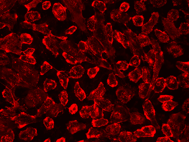 Live HeLa cells were stained with iFluor® 750-Concanavalin A Conjugate at 10 µg/mL for 30 minutes. The image was acquired using fluorescence microscopy equipped with a Cy7 filter set.