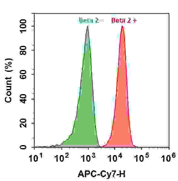 HL-60 cells were incubated with (Red, +) or without (Green, -) Anti-beta 2 rabbit antibody (Beta 2), followed by iFluor™ 750 goat anti-rabbit IgG conjugate. The fluorescence signal was monitored using ACEA NovoCyte flow cytometer in APC-Cy7 channel.